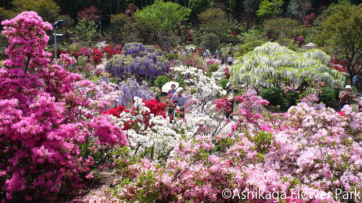 Ashikaga Flower Park(9)