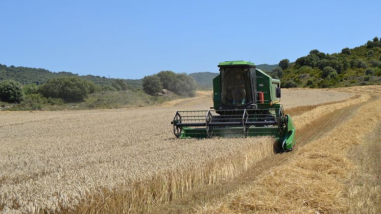 Compromiso Harmony, el programa de agricultura sostenible de Mondelez, recoge unas 27.000 toneladas de trigo en la cosecha de este año