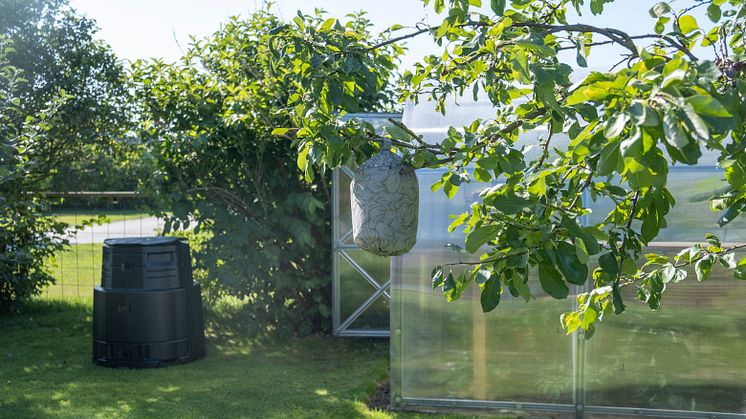 Wasp nest_garden_02