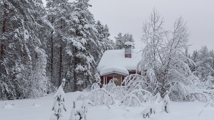 Rådande väderförhållanden i Dalarnas län med väldigt stora snömängder, kyla och delvis skare har medfört att djuren har svårt att ta sig fram. Foto: Tommy Sjöberg/Mostphotos