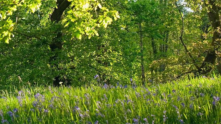 World Benchmarking Alliance: Nestlé rangerer øverst i "Natur" kategori blandt 350 fødevarevirksomheder  