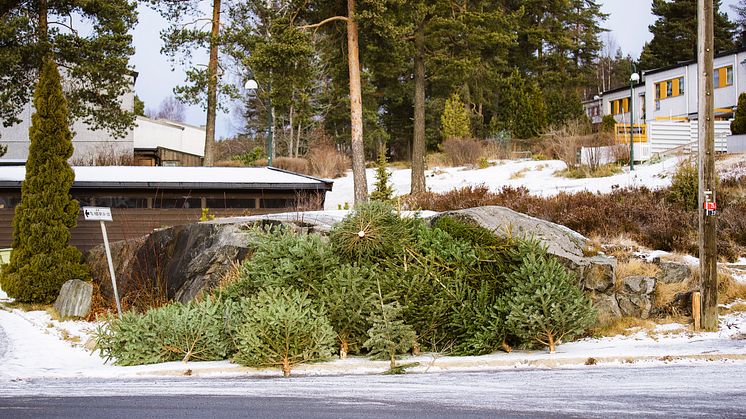 Rekordstor juletreinnsamling