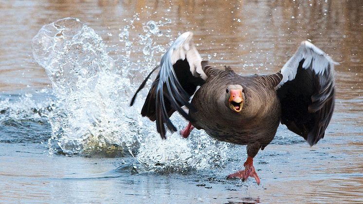 Flygande start för smittor! Undvik dem så här