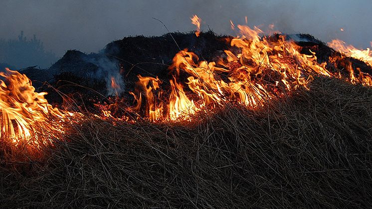 Bild på gräsbrand. 