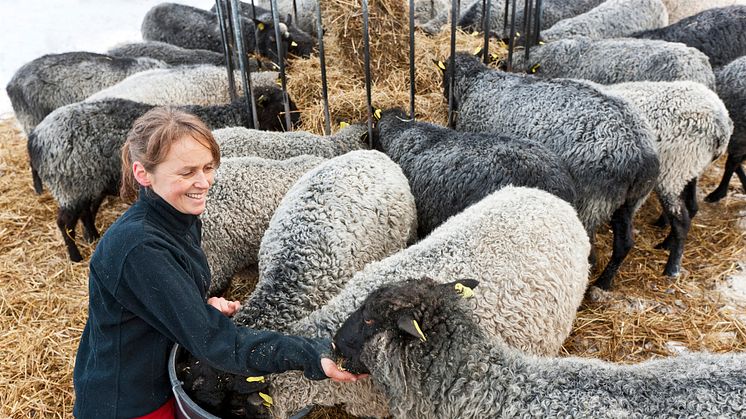 Antalet får i Sverige har minskat med 7,1 procent sedan 2019. Foto: Calle Bredberg, Scandinav.