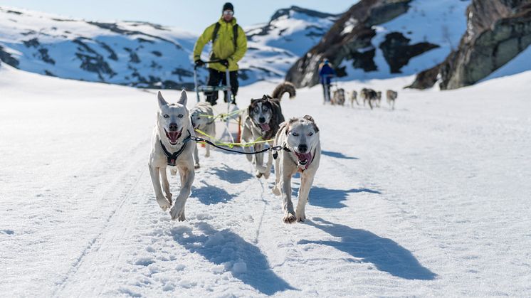 Auf Hundeschlittentour in Sirdal. Photo: Sirdal Huskyfarm