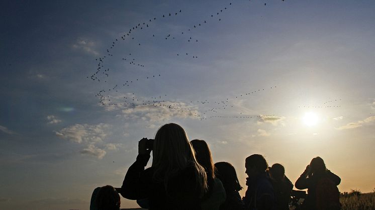 Immer wieder spektakulär: Der Anflug der Kraniche und Wildgänse im Natur-Erlebniszentrum Wanninchen im Spreewald. Foto: Ralf Donat / Heinz-Sielmann-Stiftung