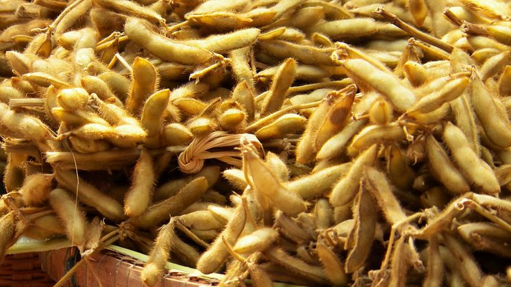 Sojafoder driver afskovning - det er ikke kun et restprodukt