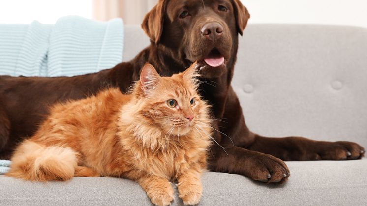 ​Veterinärbesöken ökar – Här är de 5 vanligaste hälsoproblemen hos hundar och katter