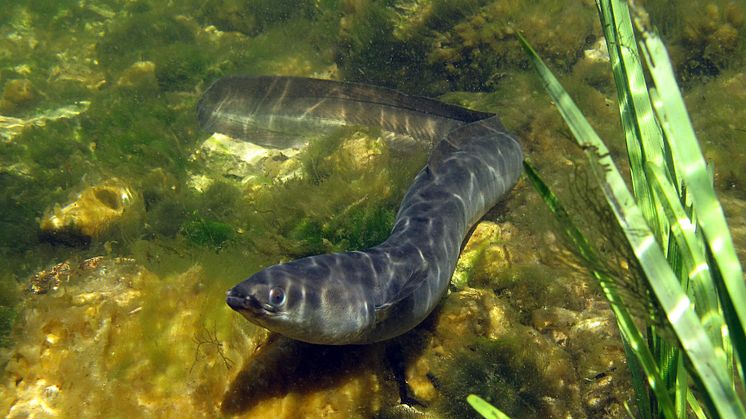 Blankål / Silver eel