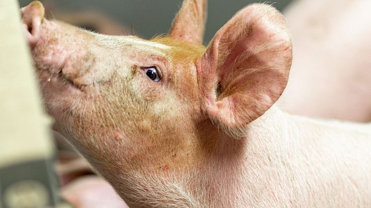God effektivitet og dyrehelse er viktig både for økonomien til svineprodusentene og for å redusere klimaavtrykket fra svineproduksjonen. Tallene fra 2023 viser framgang på mange nøkkeltall. Foto: Norsvin.