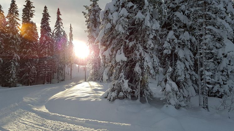 Höja träningsdosen?