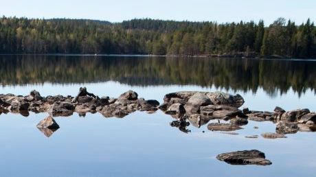 Analysen av kräftfynd i Skara klar: Det var inte marmorkräftor utan signalkräftor