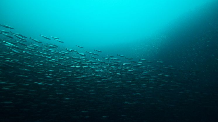 Shoal of Atlantic herring at the Norwegian coast. Image courtesy Per Eide from the film The Silver of the Sea by blaastfilm.no.