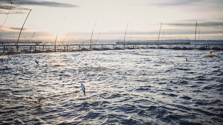 Leder for fiskehelseavdelingen i Nordland