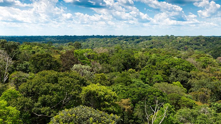 Skovene kan fungere som lagre for CO2. Foto: Shutterstock. 