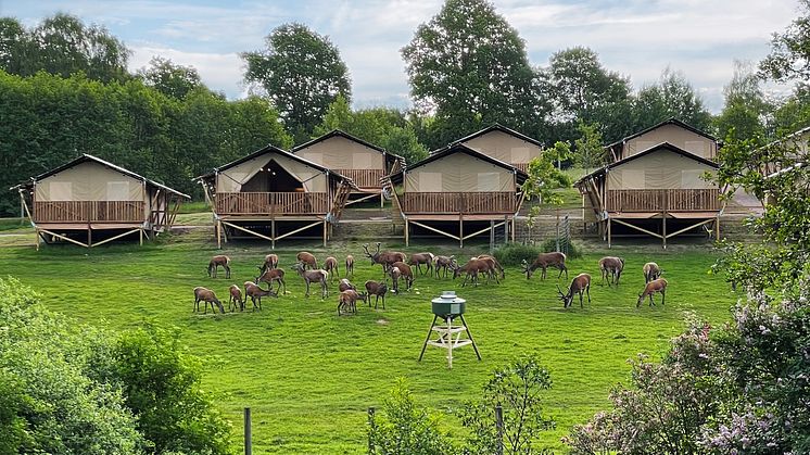 Den 22 juni är det premiär för glampingsatsningen Wild Lodge i Skånes Djurpark.