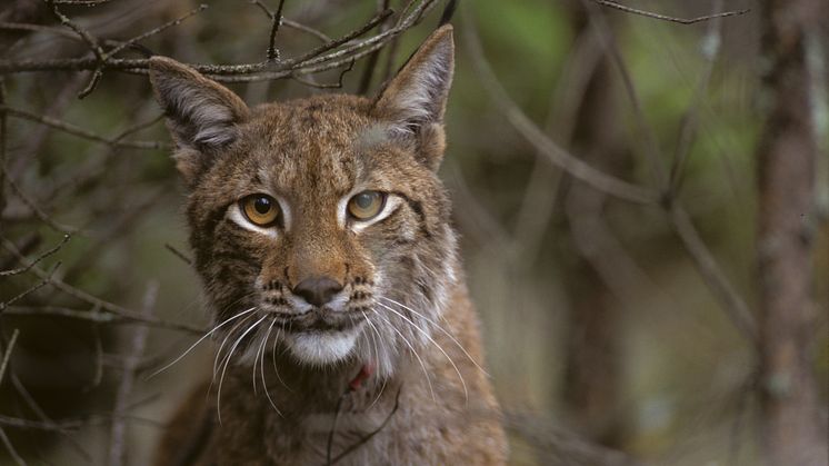 Europe shows that humans and large predators can share the same landscape