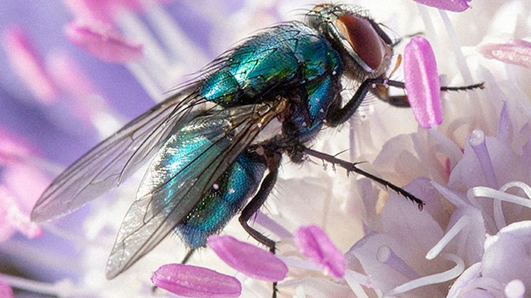 Närbild på pollinerande spyfluga. Bilden ägs av Pollinera Sverige, fotograf: Lena Granefelt