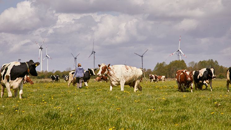 Arla Hof in Schleswig-Holstein, Kühe beim Weidegang. 