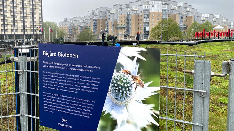 I Biotopen på Bergakungens tak bor nu 240 000 nya hyresgäster i sina bikupor. Förhoppningen är en ökad pollinering i grönområden i närheten.