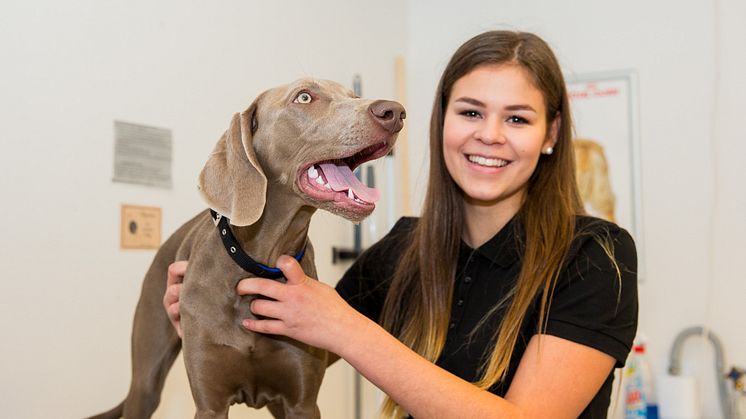 Hundutbildningen på Realgymnasiet