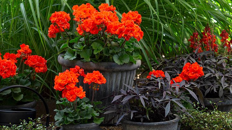 Pelargonium x hortorum Moonlight ’Guido’  - en kaxig blomma som flirtar med 70-talets trendiga färgkombinationer