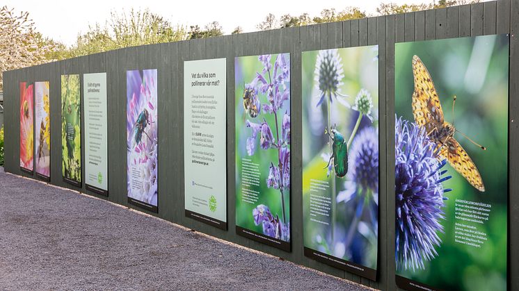 Plantfest och SURR på Rosendals trädgårdar