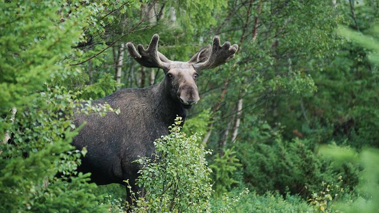 Älgtjur i blandskog med lövträd. Foto: Fredrik Widemo