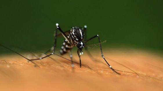 Myggarten Aedes mcintoshi sprider Rift Valley-feber.