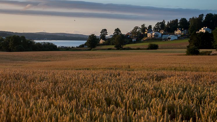 Uppdraget att kartlägga och värdera Göteborgs jordbruksmark utgör en viktig del av stadens arbete med att stärka den lokala livsmedelsförsörjningen och skapa en mer hållbar framtid. Foto: Anna/Shutterstock.com.