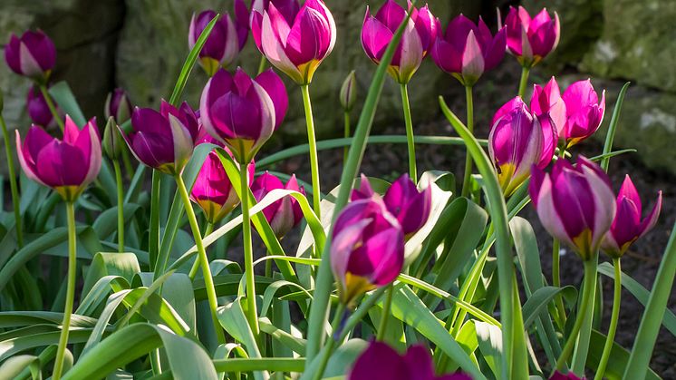 Tulipa humilis Persian Pearl-iBulb