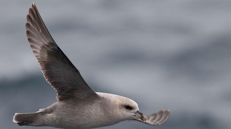 The northern fulmar (Photo: Lars Ursem)