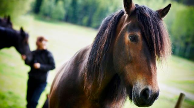 De nya reglerna för hästhållning har arbetats om för att bli mer funktionsinriktade, det vill säga att de fokuserar på vilka av hästens behov som ska uppfyllas snarare än exakt hur detta görs. Foto: Patrik Svedberg
