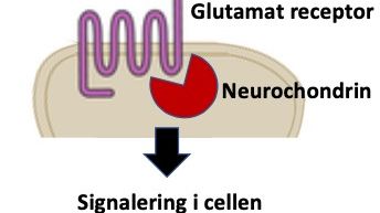 Connections two neurons and glutamate