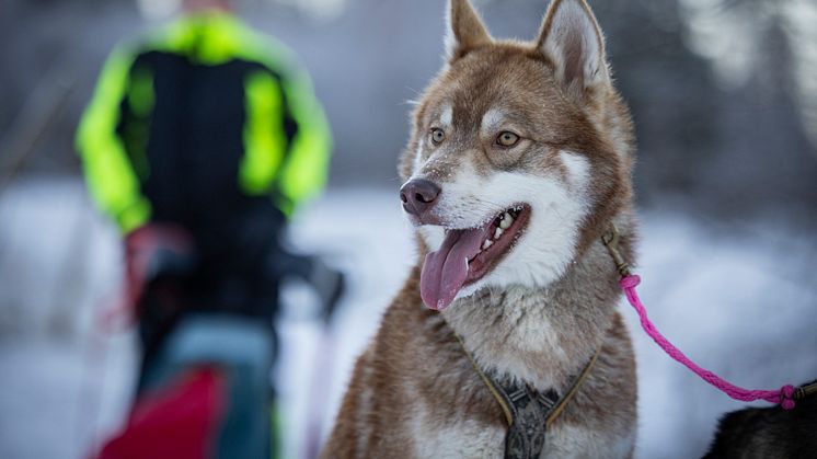 Årets bragdhund 2022 Wild Tribe´s Cáppis. Foto Michael Engman