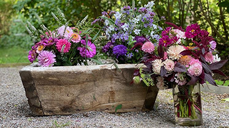 På billedet ses nyhederne pion asters 'Peony Chamois' og skabiosa 'Salmon Queen' samt amarant 'Garnet Red', dild 'Pikant' og stolte kavaler 'Dobbelt Click Mix'..