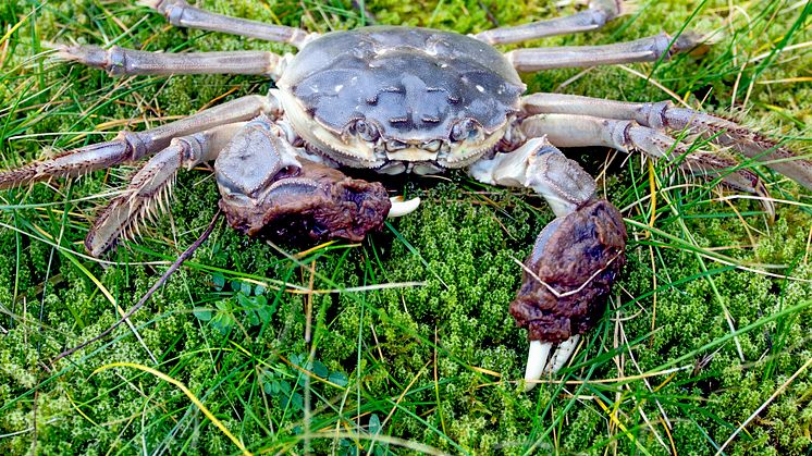 Den invasiva kinesiska ullhandskrabban lever i både sött och salt vatten. Foto: Matz Berggren/HaV