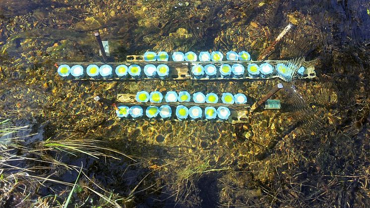 "Koppar" fyllda med olika näringslösningar som ligger i bäckarna under 3 veckor. Forskargruppen testar vilken som ger den största responsen och stimulerar tillväxt hos algerna och bakterierna, som då växer ovanpå koppen. Foto: Maria Myrstener