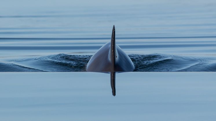Östersjöns tumlare ser äntligen ut att bli något fler.  Foto Håkan Aronsson.