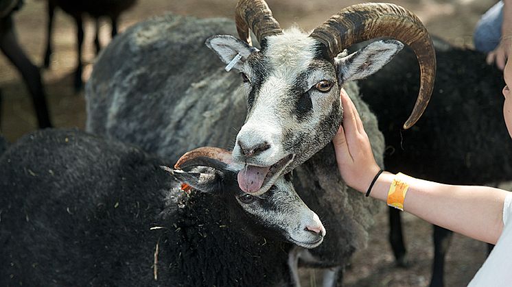 Barnens zoo ger det god möjlighet till närkontakt med djur. Foto: Peter Svensson