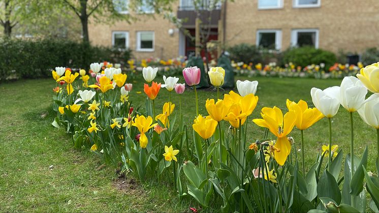 Gult och vitt i vackert blomsterstråk på Stattena.