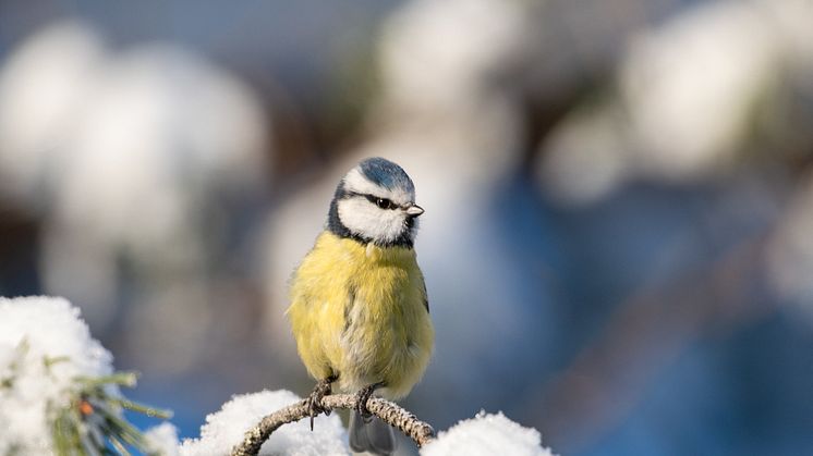 Sista helgen i januari är det den landsomfattande fågelräkningen Vinterfåglar inpå knuten, där alla är välkomna att delta och räkna vilka fåglar som dyker upp hemma vid fågelmataren. Kanske ser du en blåmes likt denna. Foto: Andreas Eriksson.