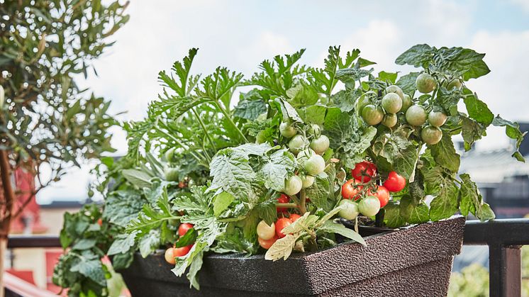 Milla balkonglåda med tomat  Plantagen