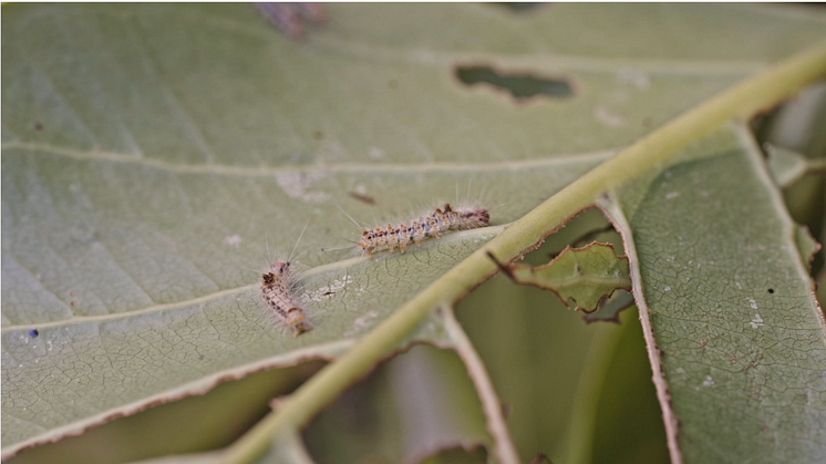 Restoring Tranquility to Paradise: Inside the Latest Pest Control Project Using DJI’s Spraying Drones