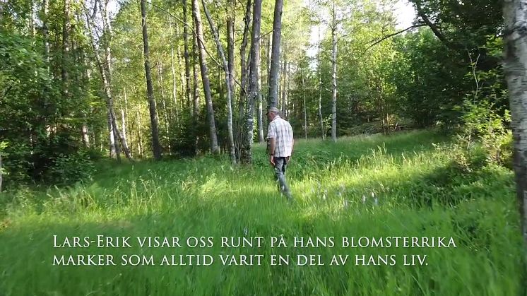 Lars-Erik Andersson och hans ängs- och naturbetesmarker