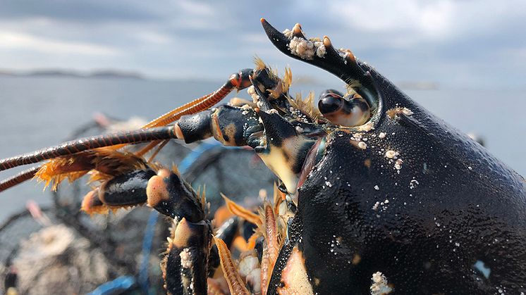 Europeisk hummer förekommer längs hela den svenska västkusten ner till norra Öresund. En hummer kan bli åtminstone 60 cm lång och då väga sex kg eller mer. Foto: Andreas Sundelöf