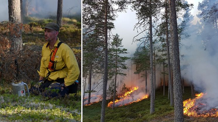 Bild till vänster: Anders Heurlin, regional projektledare för Life2Taiga i Dalarna. Foto: Uno Skog. Bild till höger: Naturvårdsbränning i Skattlösberg 2018. Foto: Johanna Malmgren.