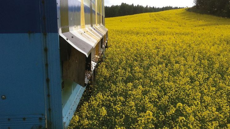 Det ekonomiska värdet av honungsbinas pollinering i odlade grödor i Sverige uppgår till 315-641 miljoner kronor. Foto: Preben Kristiansen