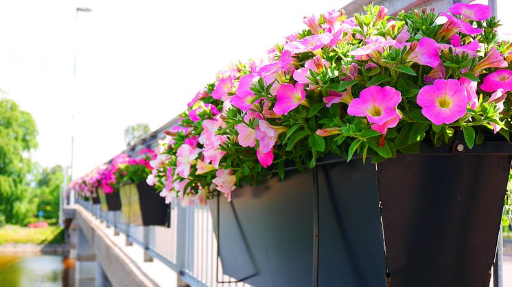 Blommor vid Sandgrundsbron